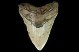 Huge, Fossil Megalodon Tooth - North Carolina #124435-1